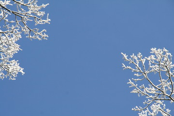 Vereiste Zweige unter blauem Himmel