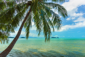 Fototapeta na wymiar Palm tress at the exotic beach in Thailand