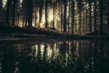 Fichtenwald, Sonnenlicht, Wasser