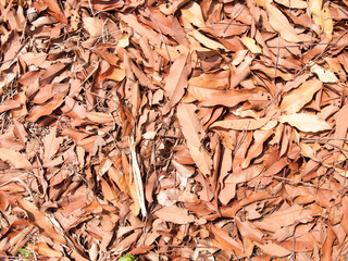 Texture of dry leaves use for backgrounds images