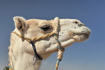 Camels in the Sahara desert.