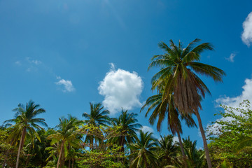 Fototapeta na wymiar Beautiful day at a beach resort in the tropics with perfect blue sky.