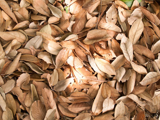 Texture of dry leaves use for backgrounds images