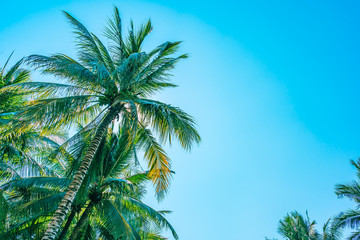 Fototapeta na wymiar Low angle shot of beautiful coconut palm tree on blue sky