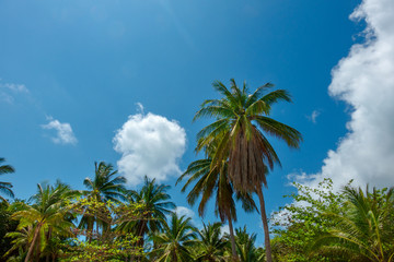 Palm trees at daylight over blue sky.