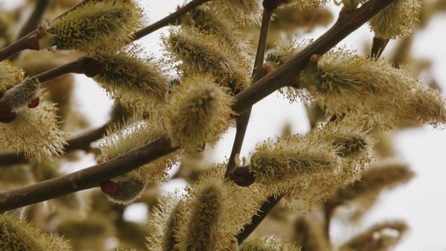 close-up of a bumblebee on a spring tree