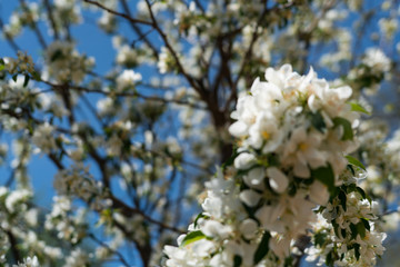 White Visual Flowers with Blue Sky