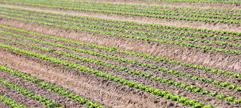 field of fresh lettuce with the sandy soil that facilitates the