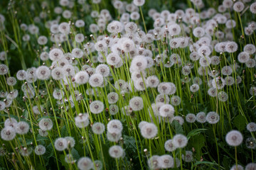 white flowers in the garden