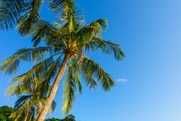 Obraz na płótnie Canvas Date palm tree over blue sky background