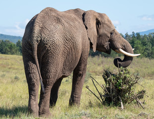 African elephant, photographed from the rear at Knysna Elephant Park in the Garden Route, Western Cape, South Africa