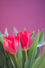Wspaniały czerwony bukiet tulipanów