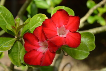 red flowers