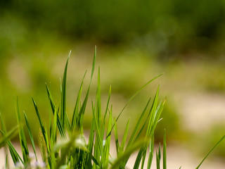 Green grass in spring with bokeh background