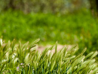 Green grass in spring with bokeh background