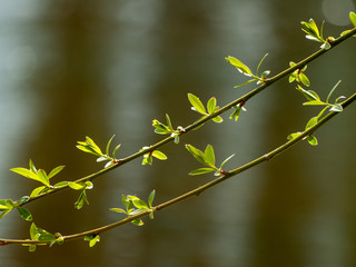 Catkins and sprouts of a tree in spring on a bokeh background