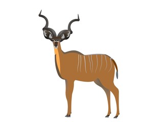 Greater kudu, Tragelaphus strepsiceros