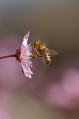 Eine bestäubende Biene auf einer Blut-Pflaumen Blüte