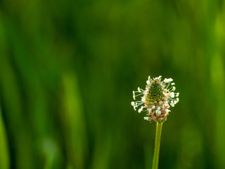 A ribwort plantain (Plantago lanceolata) flower in spring with a bokeh background