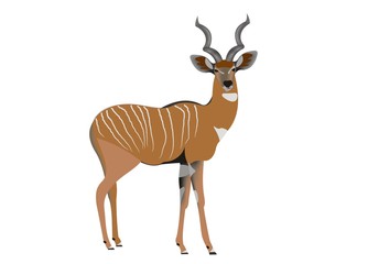 Naklejka na ściany i meble Lesser kudu, Tragelaphus imberbis