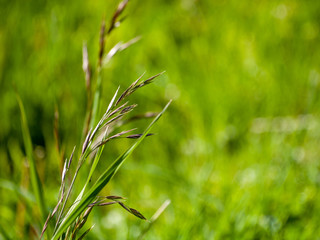 Green grass in spring with bokeh background