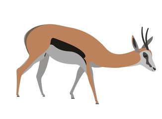 Springbok, Antidorcas marsupialis