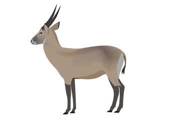 Waterbuck, Kobus ellipsiprymnus