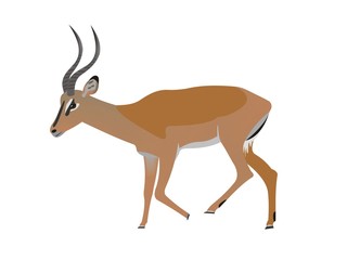 Black faced impala, Aepyceros melampus petersi