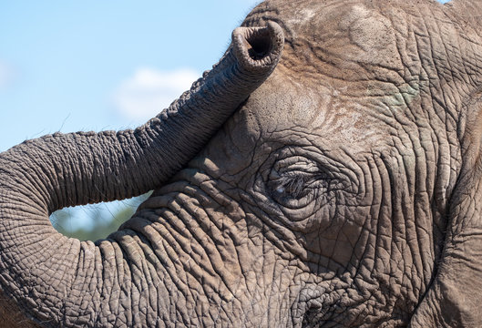 Close up of African elephant, photographed at Knysna Elephant Park in the Garden Route, Western Cape, South Africa
