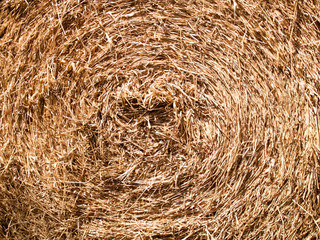 Texture of dry leaves use for backgrounds images