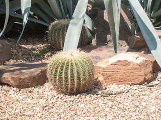 Echinocactus grusonii or cactus with around the pebble