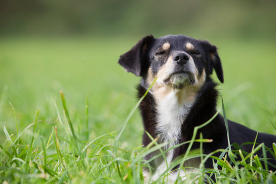 niedlicher kleiner Hund auf der Wiese schnuppert die reine Fr&uuml;hlingsluft