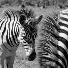 Fototapeta na wymiar Young zebra, photographed in monochrome at Knysna Elephant Park, Garden Route, Western Cape, South Africa.