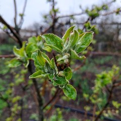 Apple tree