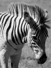 Fototapeta na wymiar Young zebra, photographed in monochrome at Knysna Elephant Park, Garden Route, Western Cape, South Africa.