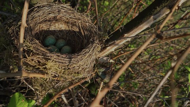 Nest of Blackbird with eggs - (4K)