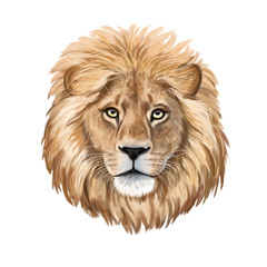 Lion watercolor illustration. Realistic portrait.  Lion head isolated on white background. Template. Close-up. Clip art. Hand drawn. Painting