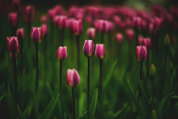 bright flowers tulips