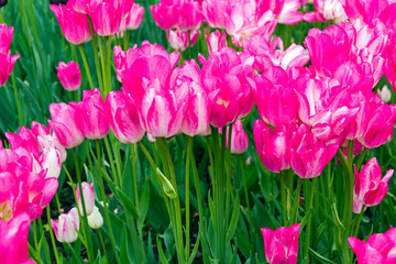 Tulips of the Dream Club species.