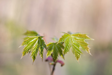 branches with flowers and young green leaves Norway maple (Acer platanoides) in backlight with blurred background and bokeh