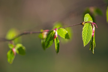 Branch with young common green leafs of common hornbeam (Carpinus betulus) in backlight with blurry background and bokeh