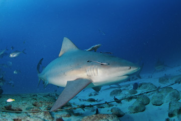 Obraz premium bull shark, carcharhinus leucas, zambezi shark