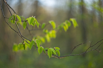 Branch with young common green leafs of common hornbeam (Carpinus betulus) in backlight with blurry background and bokeh