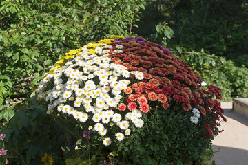 A flower bed with multi-colored chrysanthemums.
