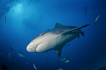 bull shark, carcharhinus leucas, zambezi shark
