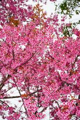 Obraz premium Large group chrry blossoms bloom beautifully.