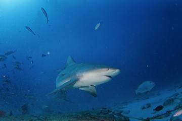 Obraz na płótnie Canvas bull shark, carcharhinus leucas, zambezi shark