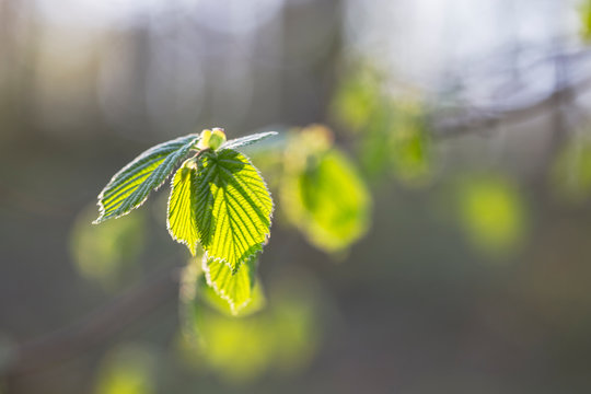 branches with young bright green leaves Common hazel  (Corylus avellana) in backlight with blurred background and bokeh