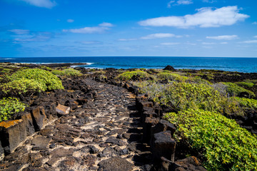 Spain, Lanzarote, Coastal lava hiking trail alongside pretty green plants