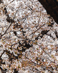 Cherry blossom at Ueno Park in Tokyo, Japan